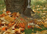 How Raking Leaves Can Lead to Back Pain